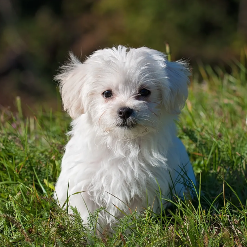 Amicizia, rispetto, tenerezza: imparare dagli animali